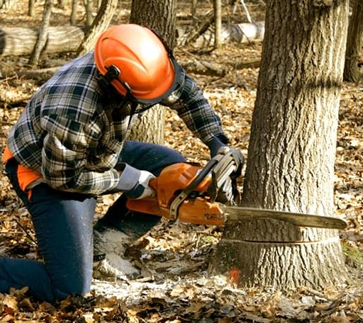 Tree Removal in Jefferson, NH